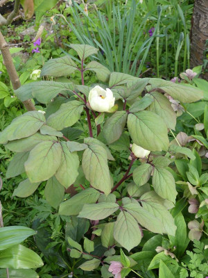 2024-04-18 Paeonia obovata 2.jpg