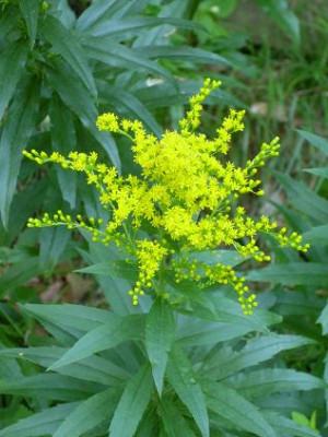 2._August_2008_040_kl._Solidago-Hybride_Einzel....JPG