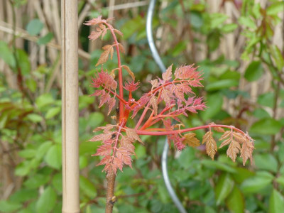 2024-04-18 Koelreuteria 'Coral Sun'.jpg
