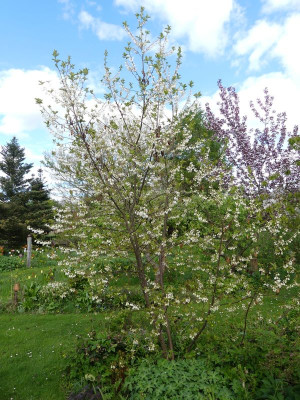 2024-04-18 Halesia carolina.jpg