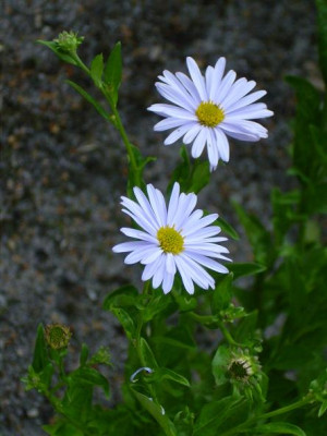 2._August_2008_064kl.21_Kalimeris_incisa_Blue_Star_2Bl..JPG