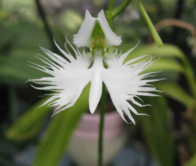 Habenaria_radiata_8.08._.JPG