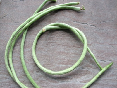 vigna_ernte.JPG