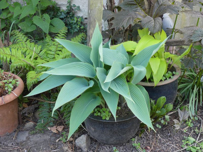 2024-04-14 Hosta.jpg