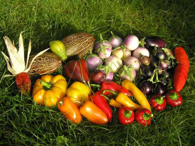 erntepaprika06.jpg