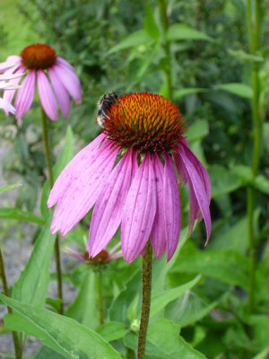 26._Juli_2008_014_kl.21_Echinacea_purpurea_Einzelbl._mit_Hummel.JPG
