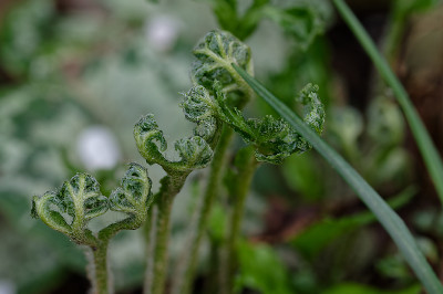 DSC_8511_DxO.jpg