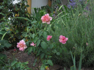 souv._de_mme_sablayrolles_frenchtearose_-_ahnlich_papillon_v._nabonand.JPG
