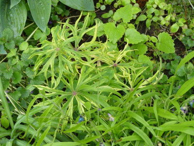 2024-04-19 Syneilesis palmata 'Variegata'.jpg