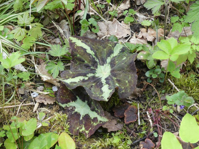 2024-04-17 Podophyllum difforme.jpg