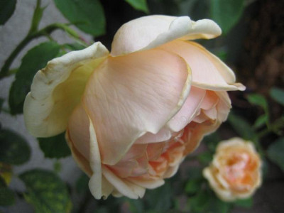 IMG_3307_Small.JPG