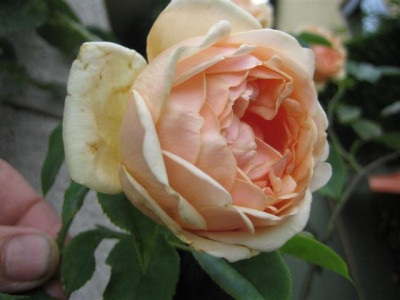 mme_j._gravereaux_8-2008.JPG