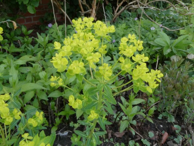 E palustris Vorgarten.JPG