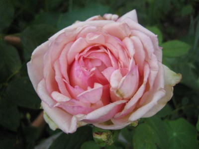IMG_3313_Small.JPG