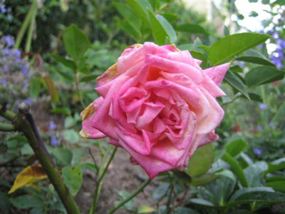 IMG_3317_Small.JPG