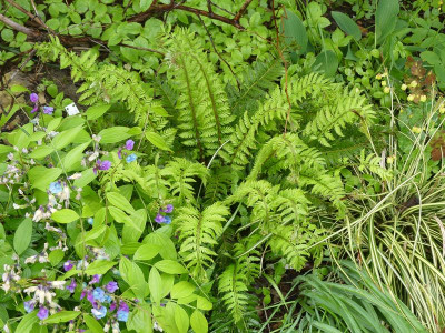 2024-04-19 Polystichum aculeatum 'Cristatum Jessen'.jpg