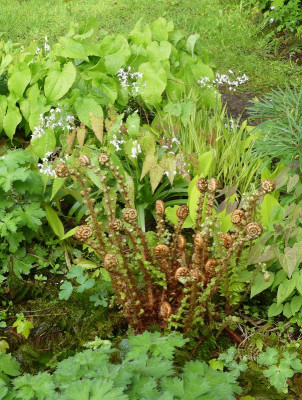 2024-04-19 Polystichum setiferum 'Dahlem'.jpg