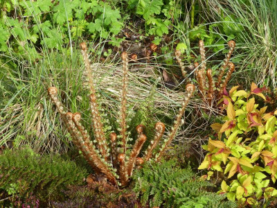 2024-04-19 Polystichum setiferum 'Weihenstephan'.jpg