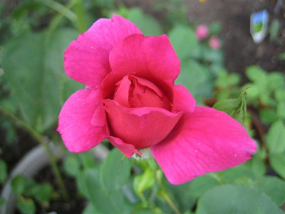 IMG_3320_Small.JPG
