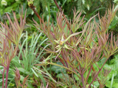 2024-04-19 Paeonia lutea 2.jpg