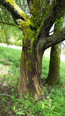 IMG-20240420-WA0011.jpeg