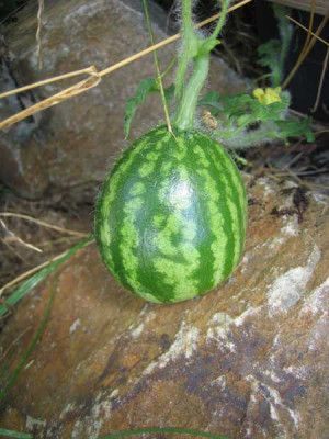 wssermelone.jpg