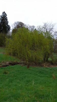 IMG-20240412-WA0004.jpeg