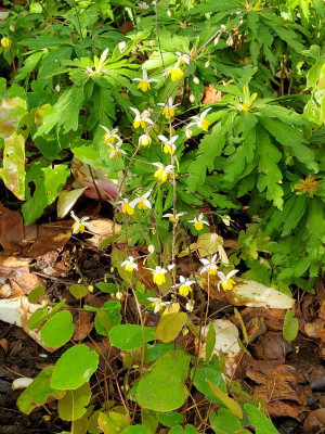 Epimedium Moonlight.jpg