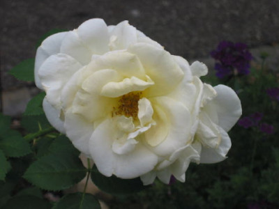 Unbekannte_Gelbe_Rose_Aug_08.jpg
