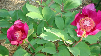 Paeonia - mascula ssp mascula Red Turkey (2).JPG