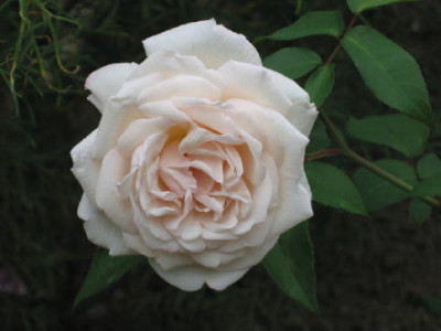 Mlle__Aug_08.jpg