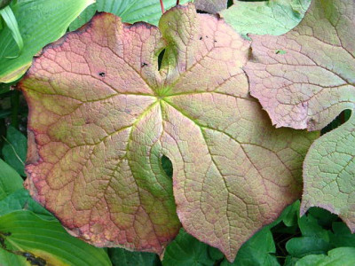 Diphylleia_sinensis_Blattfarbung.JPG