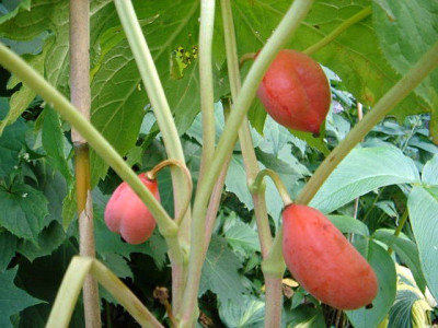 Podophyllum_hexandrum_Frucht.JPG