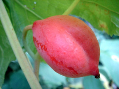 Podophyllum_hexandrum_Frucht_2.JPG