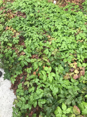 Epimedium und Giersch (1).JPG