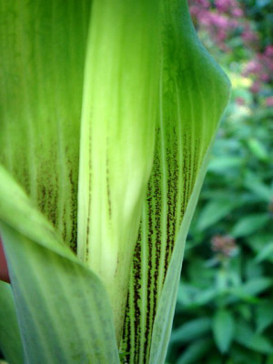 Arisaema_unbek2_Spatha_Detail.JPG