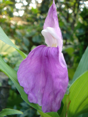 Roscoea_unbek._B11.JPG