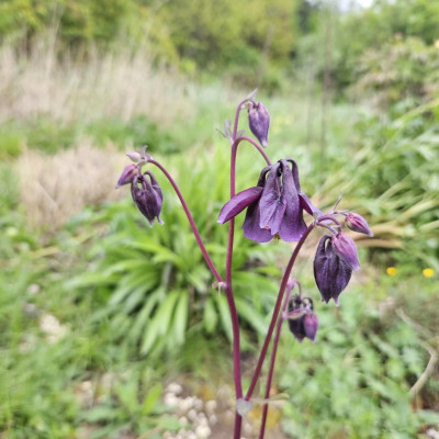 Aquilegia vulgaris dunkel blauviolett 20240420_140033.jpg