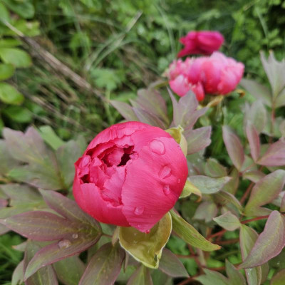 Paeonia x suffruticosa Rot 20240421_121232.jpg