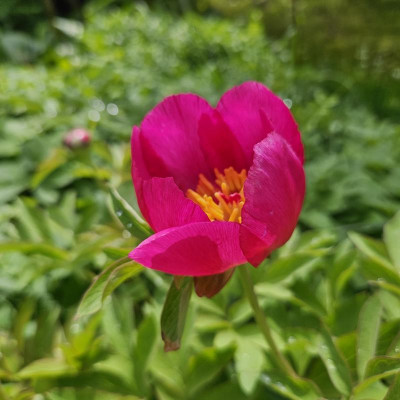Paeonia officinalis 20240420_140821.jpg