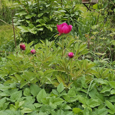 Paeonia officinalis 20240421_121934.jpg