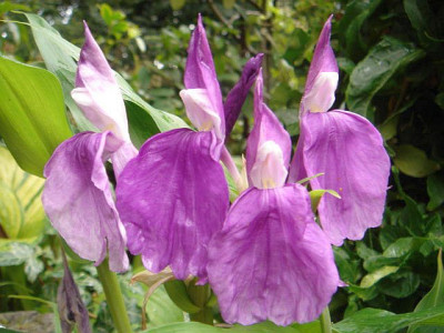 Roscoea_unbek._B111.JPG
