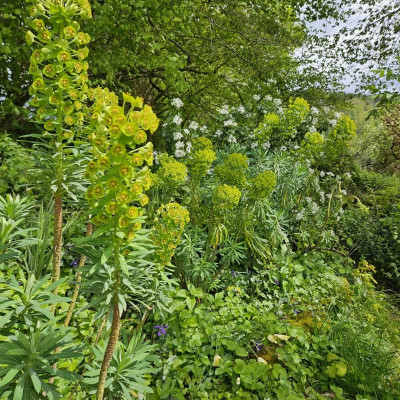 Euphorbia characias Choisya ternata 20240420_140347.jpg
