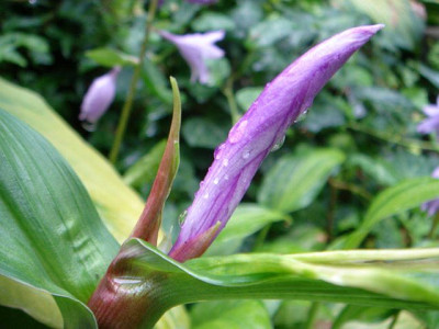 Roscoea_auriculata.JPG