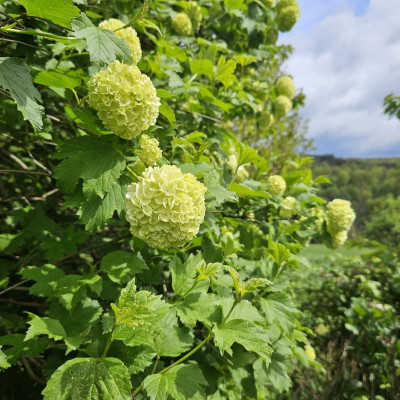Viburnum opulus 'Roseum' 20240420_140806.jpg