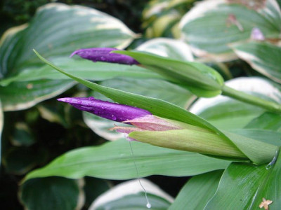 Roscoea_purpurea.JPG