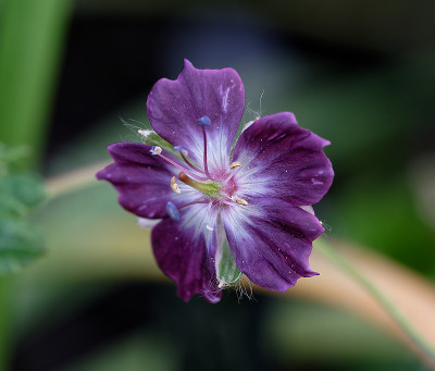 DSC_8524_DxO.jpg