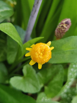 IMG_20240421_175641_Bokeh.jpg