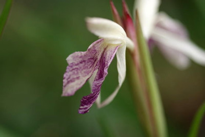 Roscoea_2_-_cautleoides.jpg