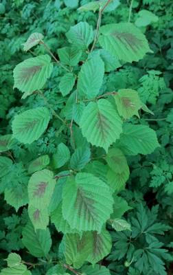 20240421_212306 Corylus.jpg